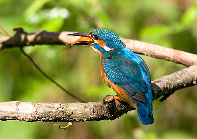 parc ornithologique en camargue
