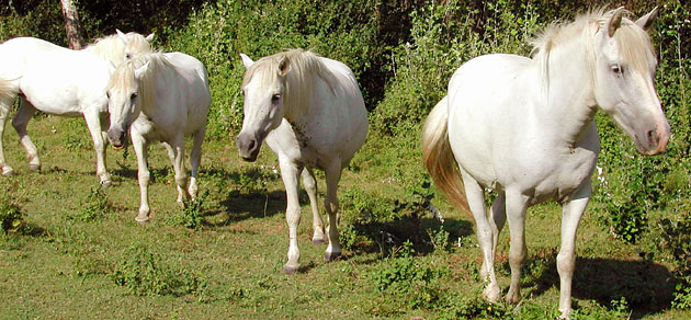 chevaux en camargue