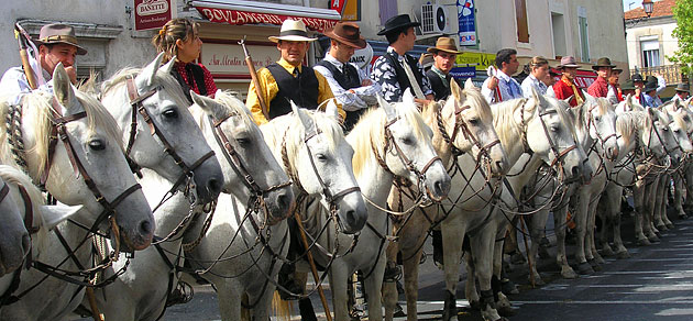 gardians camargue