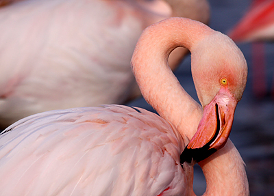 étang de vaccarès camargue