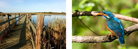 nature in camargue