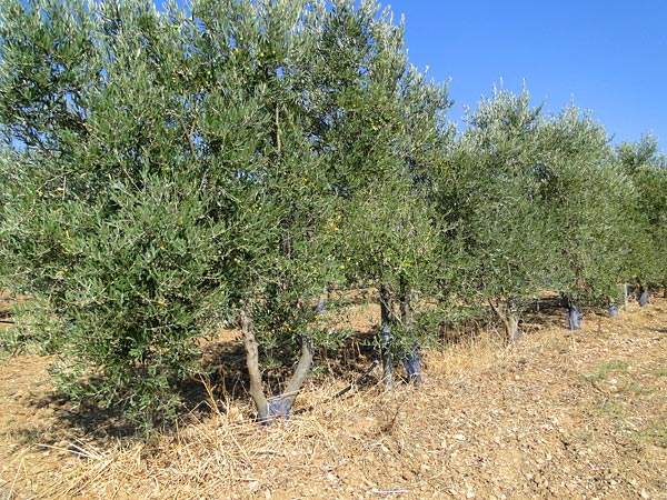 Olive-trees