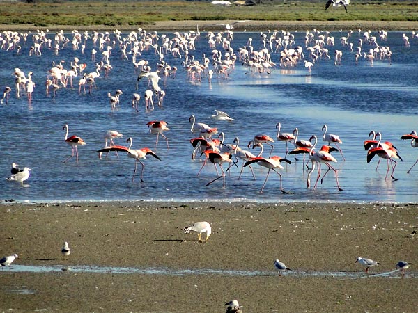 Flamants roses