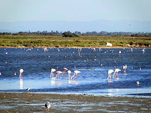 Flamants roses