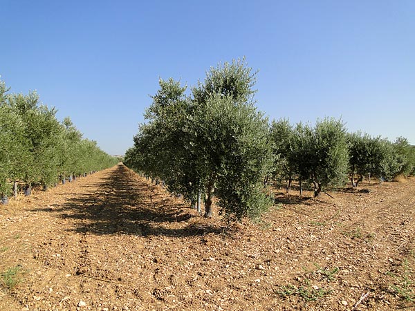 Olive-trees